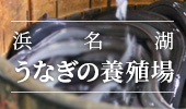 浜名湖うなぎの養殖場